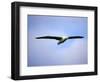 Royal Albatross, Dunedin, South Island, New Zealand-David Wall-Framed Photographic Print