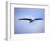 Royal Albatross, Dunedin, South Island, New Zealand-David Wall-Framed Photographic Print