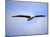 Royal Albatross, Dunedin, South Island, New Zealand-David Wall-Mounted Photographic Print