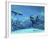 Royal Angelfish Try To Hide from a Great White Shark And a Leopard Shark-Stocktrek Images-Framed Photographic Print