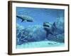 Royal Angelfish Try To Hide from a Great White Shark And a Leopard Shark-Stocktrek Images-Framed Photographic Print