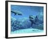 Royal Angelfish Try To Hide from a Great White Shark And a Leopard Shark-Stocktrek Images-Framed Photographic Print