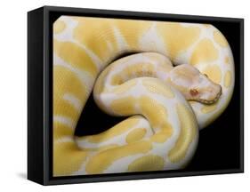 Royal Ball Python Albino Mutation-null-Framed Stretched Canvas