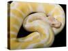Royal Ball Python Albino Mutation-null-Stretched Canvas