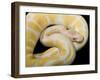 Royal Ball Python Albino Mutation-null-Framed Photographic Print