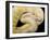 Royal Ball Python Albino Mutation-null-Framed Photographic Print