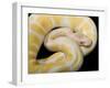 Royal Ball Python Albino Mutation-null-Framed Photographic Print