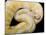 Royal Ball Python Albino Mutation-null-Mounted Photographic Print