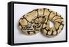 Royal Ball Python Pastel Òbumblebeeó Mutation-null-Framed Stretched Canvas