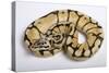 Royal Ball Python Pastel Òbumblebeeó Mutation-null-Stretched Canvas