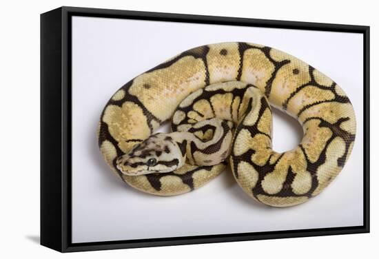 Royal Ball Python Pastel Òbumblebeeó Mutation-null-Framed Stretched Canvas