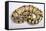 Royal Ball Python Pastel Òbumblebeeó Mutation-null-Framed Stretched Canvas