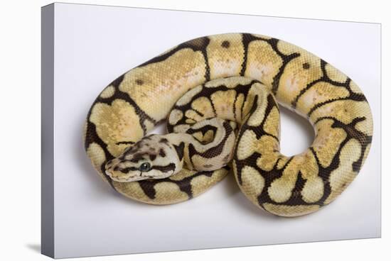 Royal Ball Python Pastel Òbumblebeeó Mutation-null-Stretched Canvas