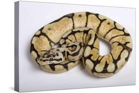 Royal Ball Python Pastel Òbumblebeeó Mutation-null-Stretched Canvas