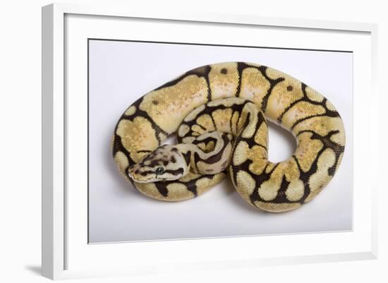 Royal Ball Python Pastel Òbumblebeeó Mutation-null-Framed Photographic Print