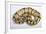 Royal Ball Python Pastel Òbumblebeeó Mutation-null-Framed Photographic Print