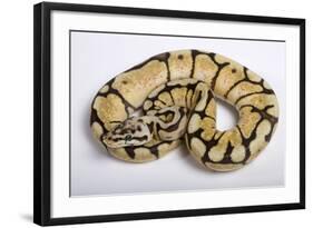 Royal Ball Python Pastel Òbumblebeeó Mutation-null-Framed Photographic Print