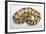 Royal Ball Python Pastel Òbumblebeeó Mutation-null-Framed Photographic Print