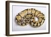 Royal Ball Python Pastel Òbumblebeeó Mutation-null-Framed Photographic Print