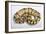 Royal Ball Python Pastel Òbumblebeeó Mutation-null-Framed Photographic Print