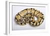 Royal Ball Python Pastel Òbumblebeeó Mutation-null-Framed Photographic Print