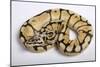 Royal Ball Python Pastel Òbumblebeeó Mutation-null-Mounted Photographic Print