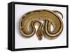 Royal Ball Python Pastel Òstripeó Mutation-null-Framed Stretched Canvas