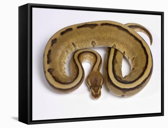 Royal Ball Python Pastel Òstripeó Mutation-null-Framed Stretched Canvas