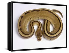 Royal Ball Python Pastel Òstripeó Mutation-null-Framed Stretched Canvas