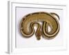 Royal Ball Python Pastel Òstripeó Mutation-null-Framed Photographic Print