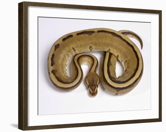 Royal Ball Python Pastel Òstripeó Mutation-null-Framed Photographic Print