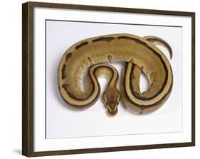 Royal Ball Python Pastel Òstripeó Mutation-null-Framed Photographic Print