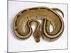 Royal Ball Python Pastel Òstripeó Mutation-null-Mounted Photographic Print