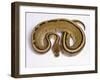 Royal Ball Python Pastel Òstripeó Mutation-null-Framed Photographic Print