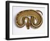 Royal Ball Python Pastel Òstripeó Mutation-null-Framed Photographic Print