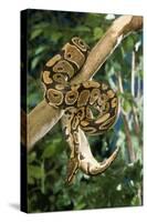 Royal Ball Python-null-Stretched Canvas