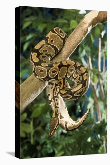 Royal Ball Python-null-Stretched Canvas