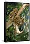 Royal Ball Python-null-Framed Stretched Canvas