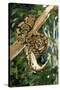 Royal Ball Python-null-Stretched Canvas