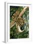 Royal Ball Python-null-Framed Photographic Print