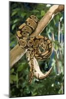 Royal Ball Python-null-Mounted Photographic Print