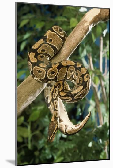 Royal Ball Python-null-Mounted Photographic Print