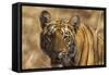Royal Bengal Tiger, a Close Up, Tadoba Andheri Tiger Reserve, India-Jagdeep Rajput-Framed Stretched Canvas