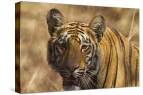 Royal Bengal Tiger, a Close Up, Tadoba Andheri Tiger Reserve, India-Jagdeep Rajput-Stretched Canvas