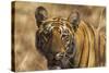 Royal Bengal Tiger, a Close Up, Tadoba Andheri Tiger Reserve, India-Jagdeep Rajput-Stretched Canvas