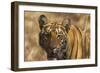 Royal Bengal Tiger, a Close Up, Tadoba Andheri Tiger Reserve, India-Jagdeep Rajput-Framed Photographic Print