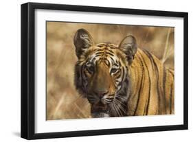 Royal Bengal Tiger, a Close Up, Tadoba Andheri Tiger Reserve, India-Jagdeep Rajput-Framed Photographic Print