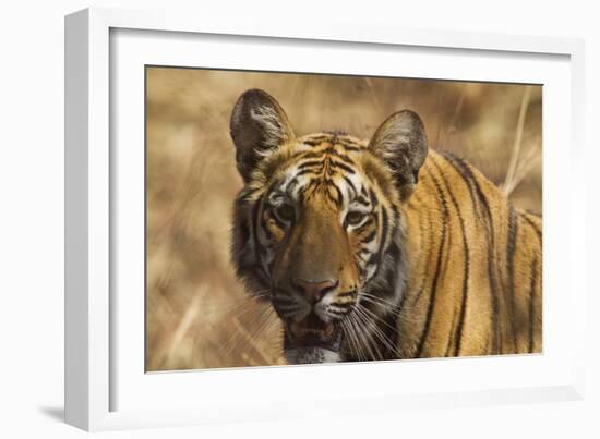 Royal Bengal Tiger, a Close Up, Tadoba Andheri Tiger Reserve, India-Jagdeep Rajput-Framed Photographic Print