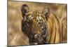 Royal Bengal Tiger, a Close Up, Tadoba Andheri Tiger Reserve, India-Jagdeep Rajput-Mounted Photographic Print