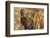 Royal Bengal Tiger, a Close Up, Tadoba Andheri Tiger Reserve, India-Jagdeep Rajput-Framed Premium Photographic Print